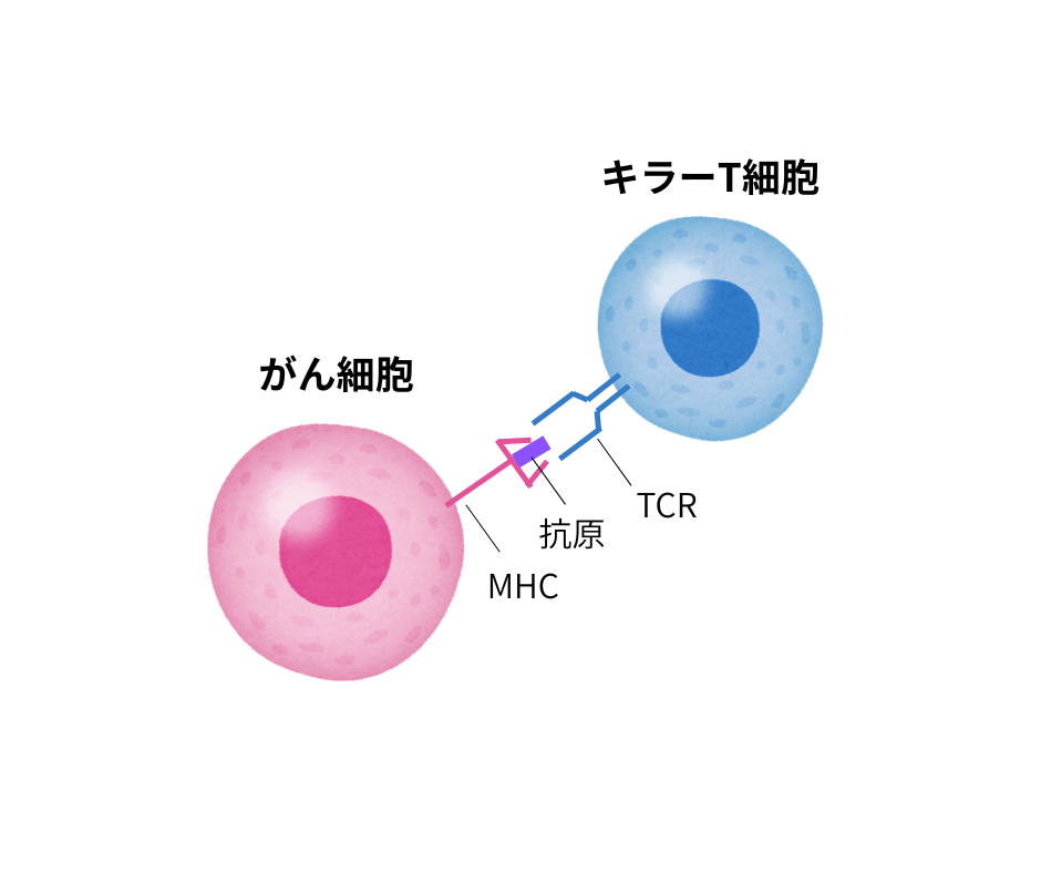 T細胞のがん認識機構