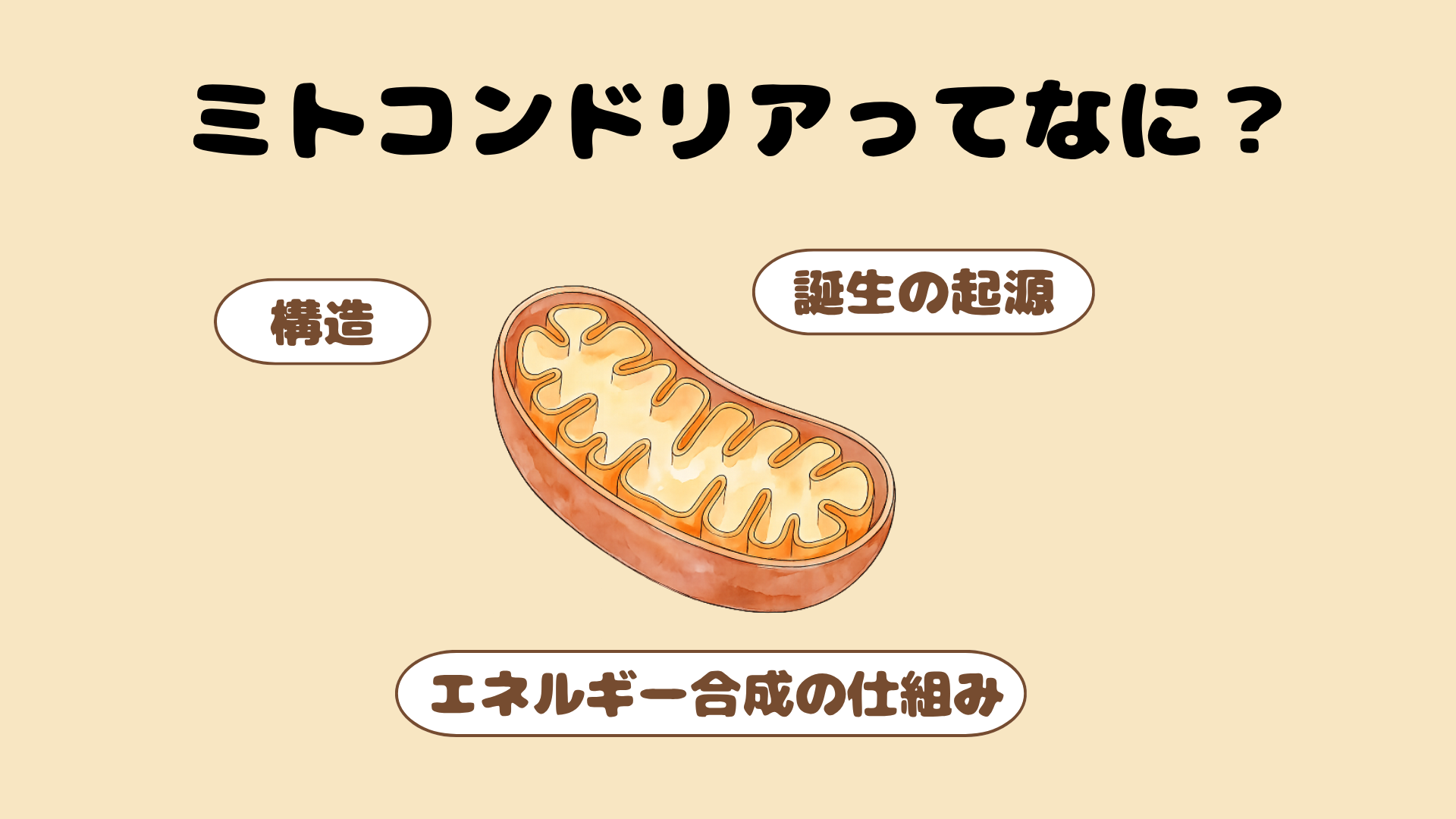 ミトコンドリアとは?エネルギー工場の仕組みと起源をわかりやすく解説