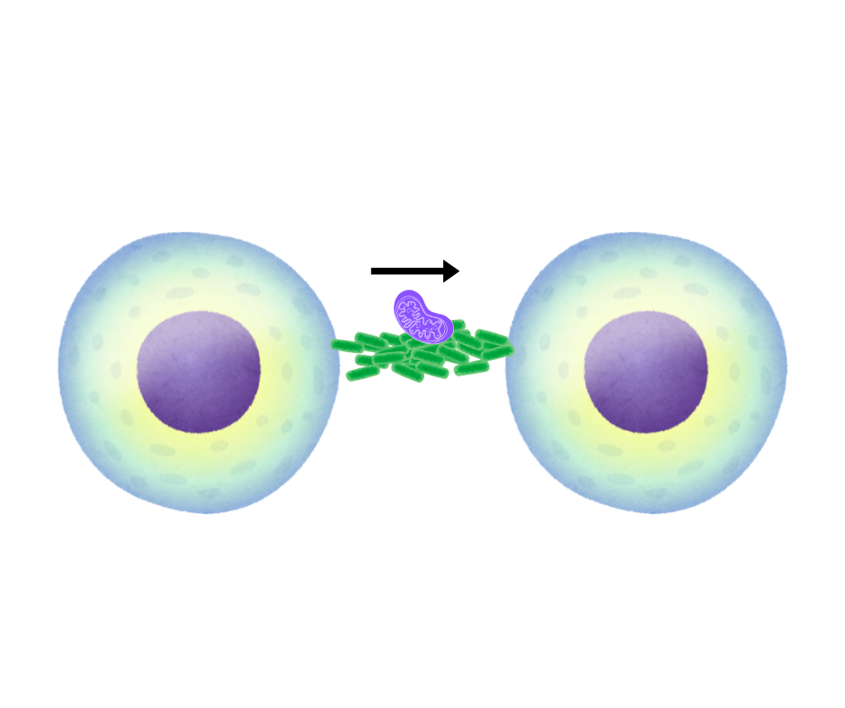 トンネリングナノチューブ(TNT)